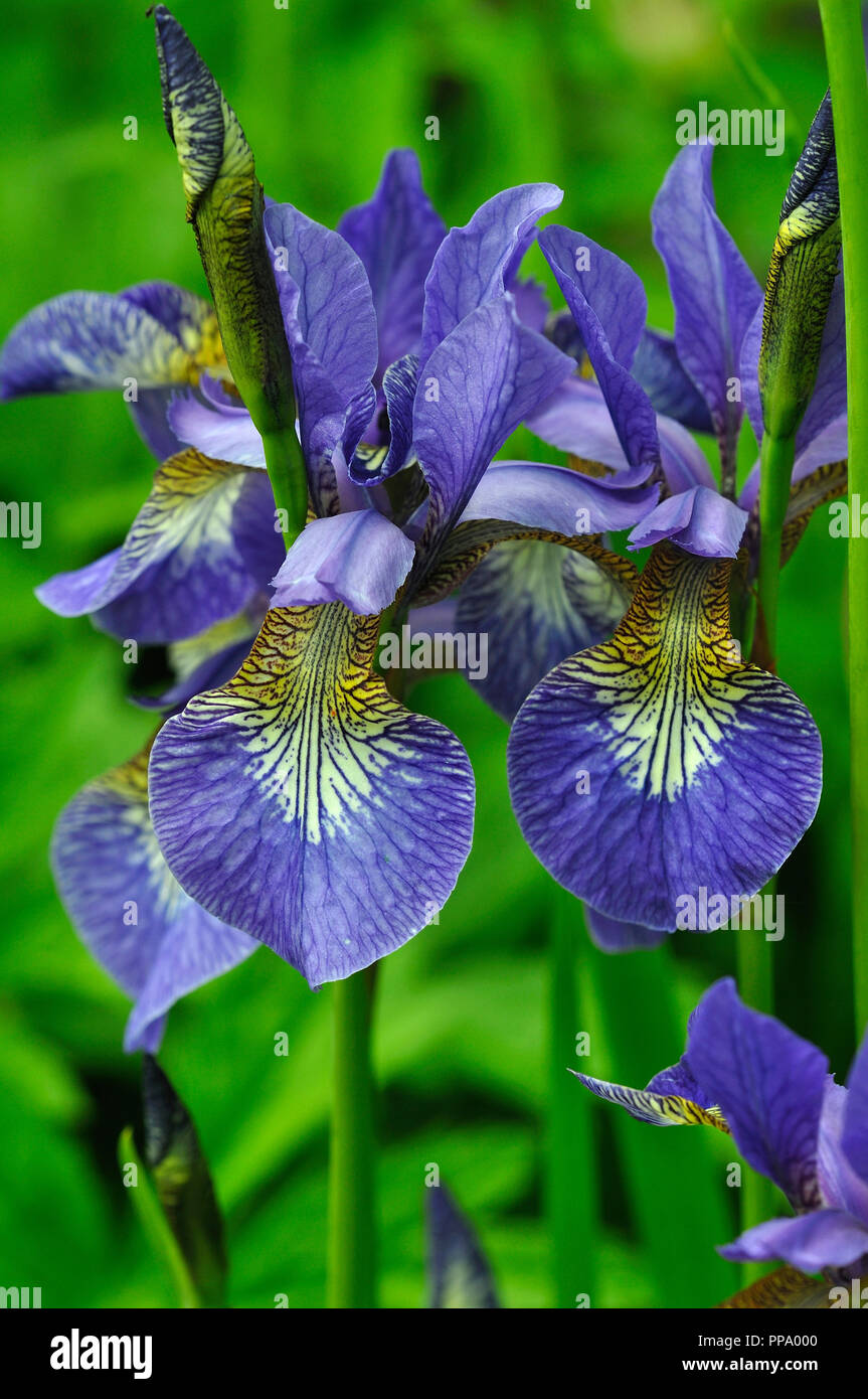 Portrait of blue iris sibirica Stock Photo