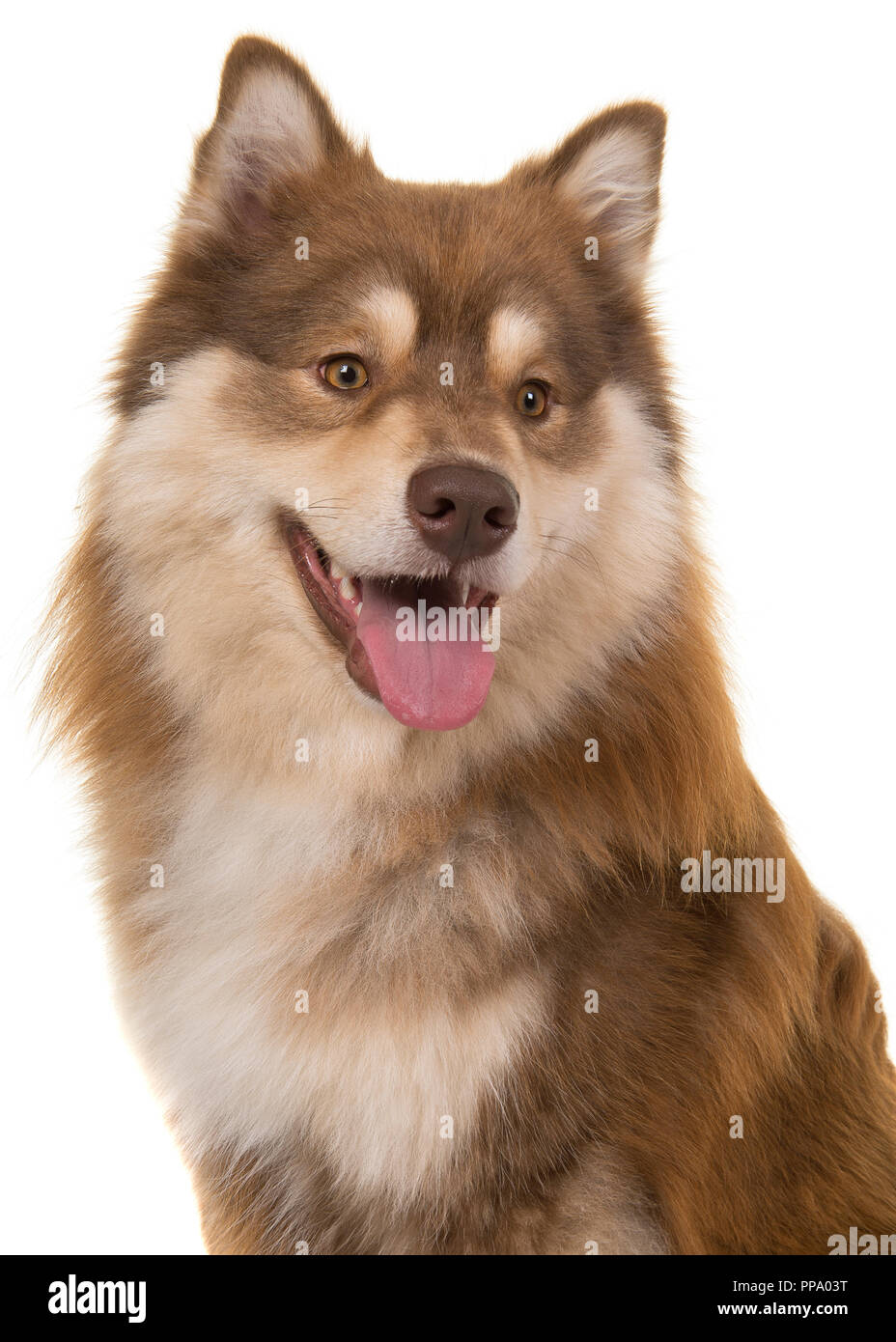 Portrait of a finnish lapphund looking away on a white background Stock ...