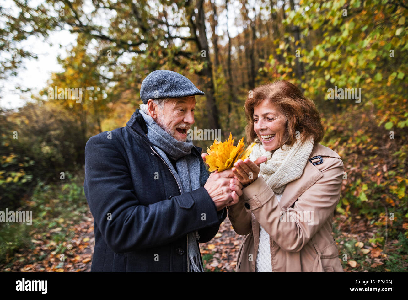 Senior couple on a walk in a forest in an autumn nature, holding leaves ...