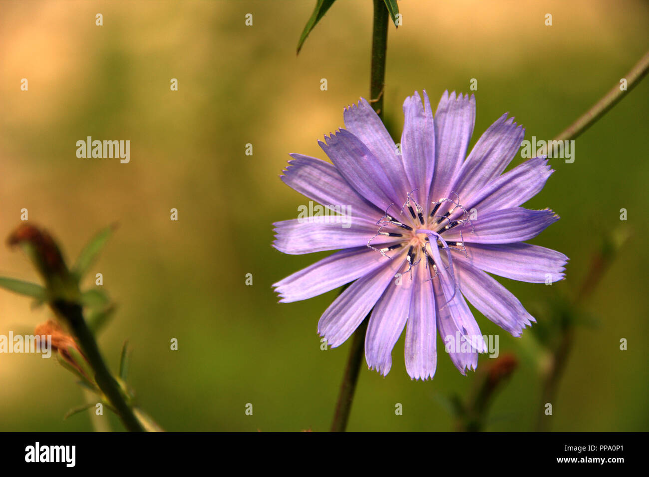 Chicory wild flowers, petal blue color, blur background with green color, picture ideal for wallpaper Stock Photo
