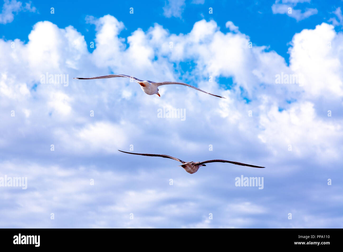White Gulls Hovering In The Sky Bird S Flight Seagull On Blue Sky Background Stock Photo Alamy