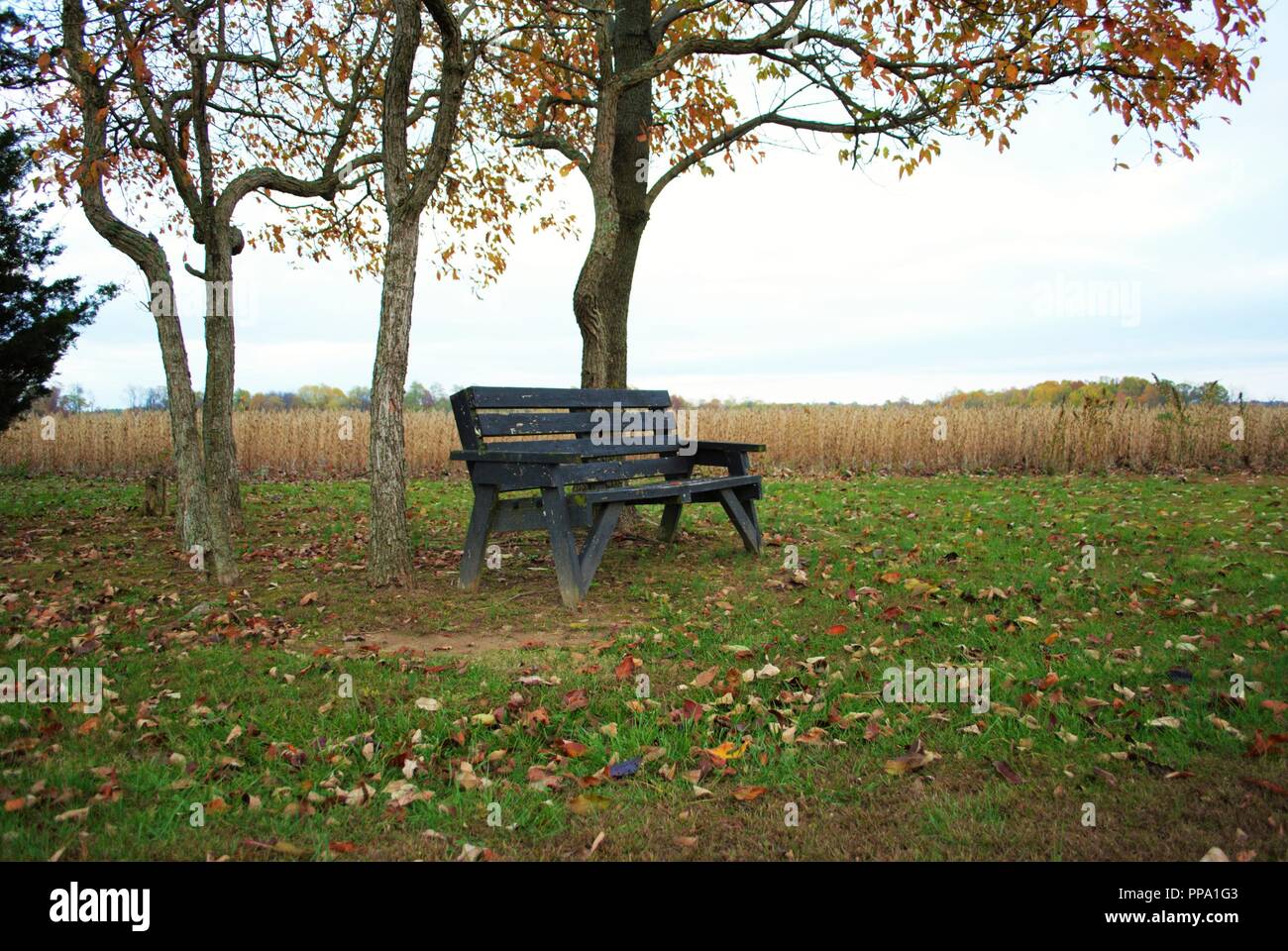 worn old bench next to a soybean field Stock Photo