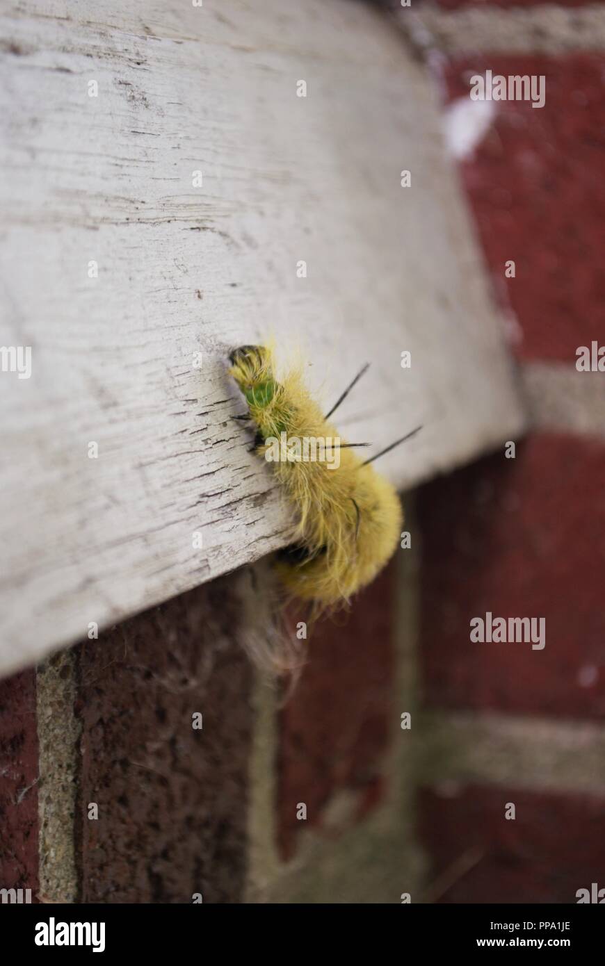 yellow wooly worm caterpillar on concrete brick and wood Stock Photo