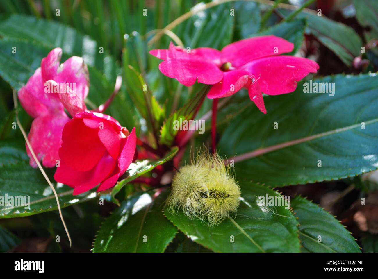 yellow wooly worm caterpillar on bright pink flower Stock Photo Alamy