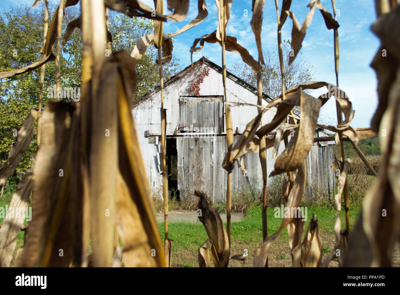 cornfield and barn Stock Photo - Alamy