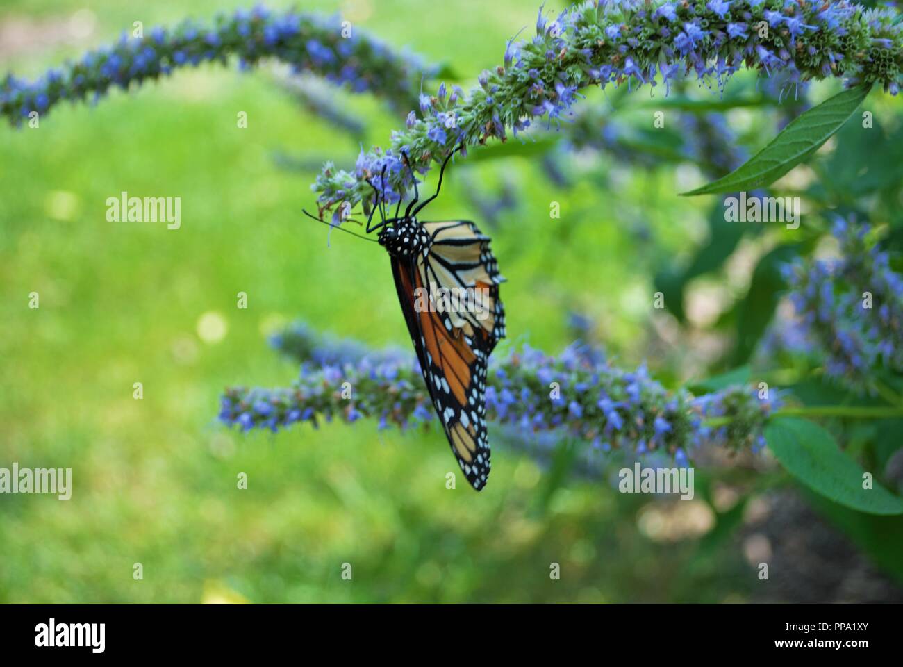 Monarch butterfly with a broken wing on a blue Veronica flower Stock Photo