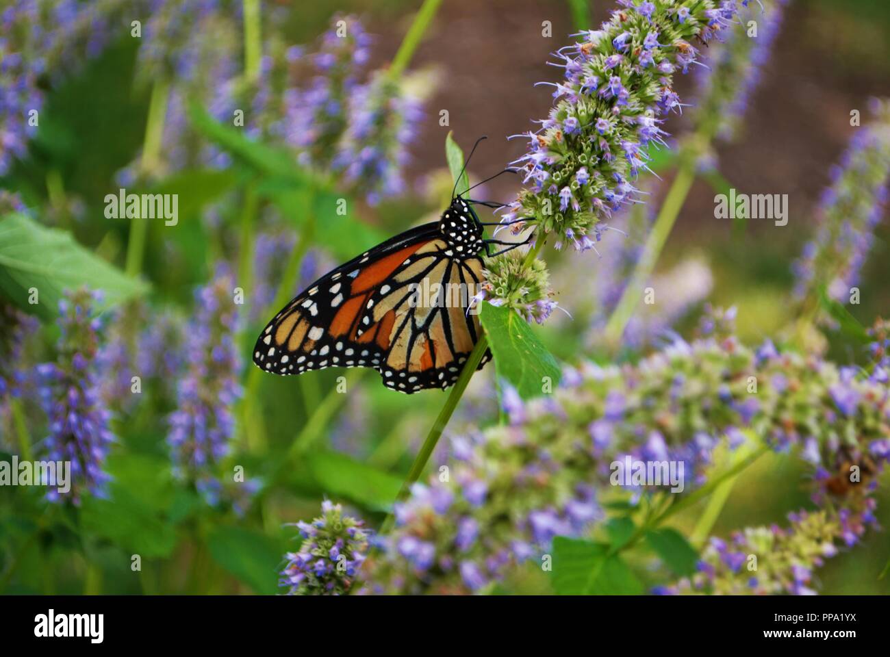 Monarch butterfly with a broken wing on a blue Veronica flower Stock Photo