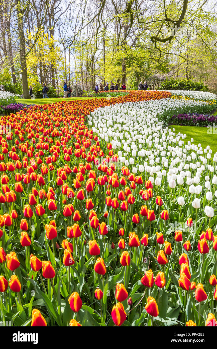 Red and orange tulips in the Keukenhof Gardens, Holland Stock Photo - Alamy
