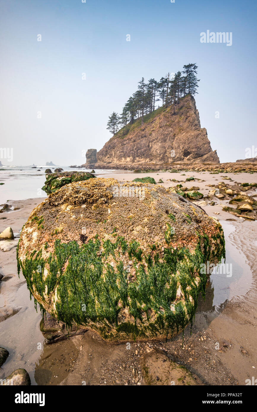 Seaweeds and barnacles on rocks on beach, Quileute Needles, Second Beach, part of La Push Beach, Pacific coast, Olympic National Park, Washington, USA Stock Photo