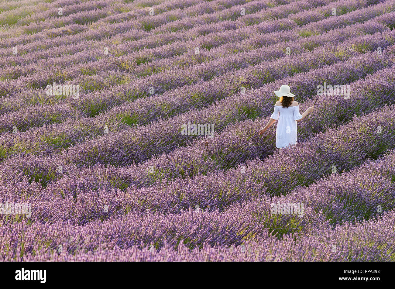 Woman in a white dress seen on her back walking between the lavender fields in France Stock Photo