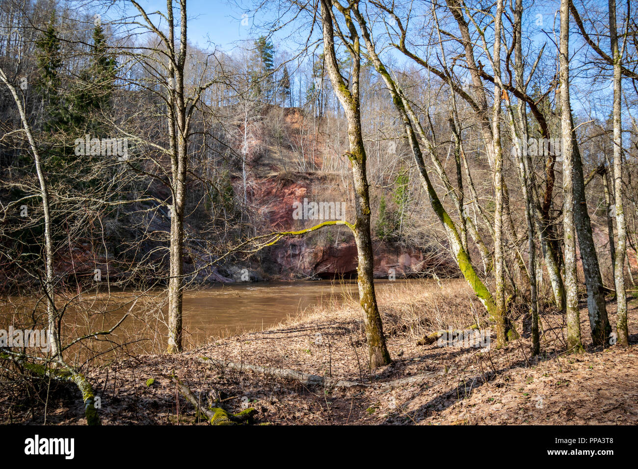 lake shore with grass and trees in spring countryside scene. high water ...