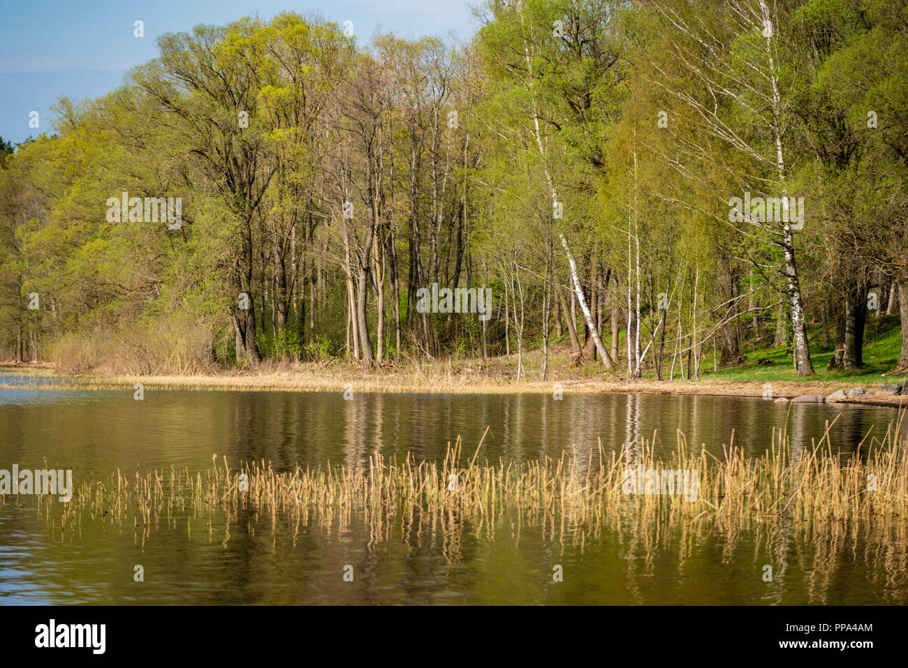 lake shore with grass and trees in spring countryside scene. high water ...