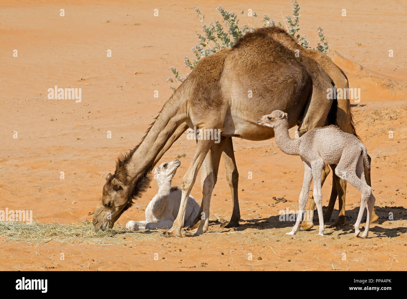 Camels with young calves on a desert sand dune, Arabian Peninsula Stock Photo