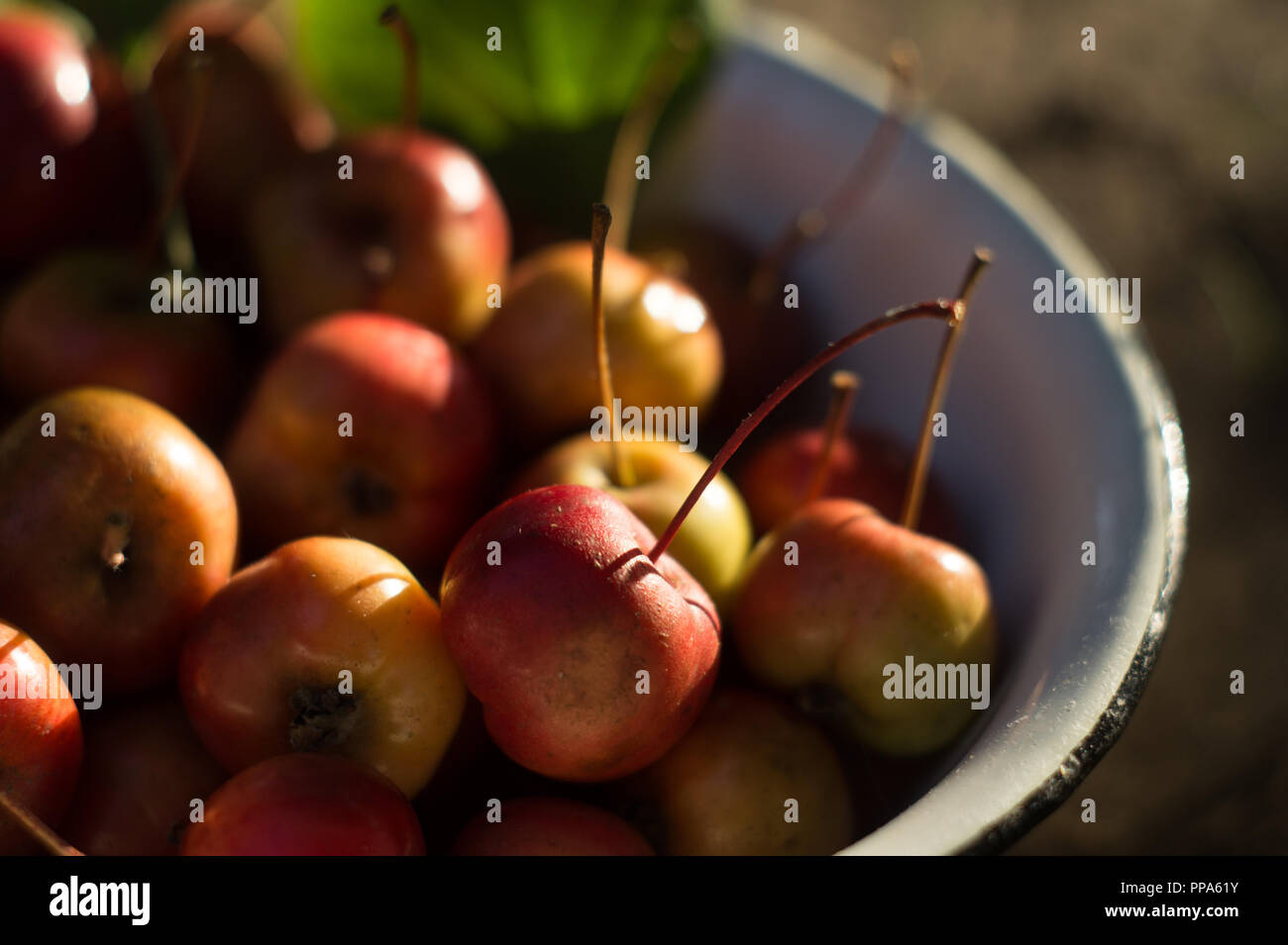 Apples after harvest Stock Photo