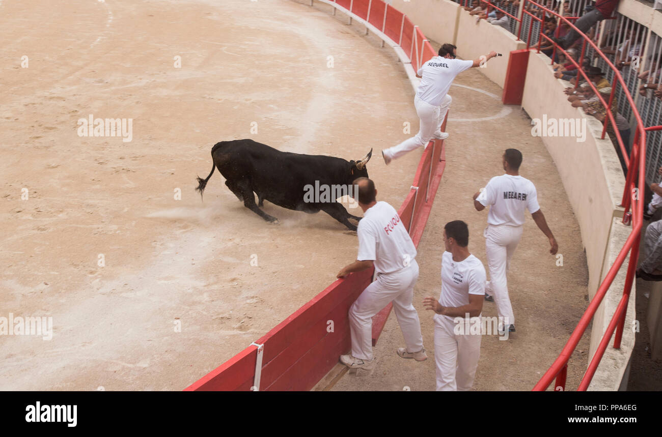 Arenes of Saint Gilles,Camargue.France 08 2016. The the angry bull attacks the bullfighter and forces him to take refuge beyond the protective barrier Stock Photo