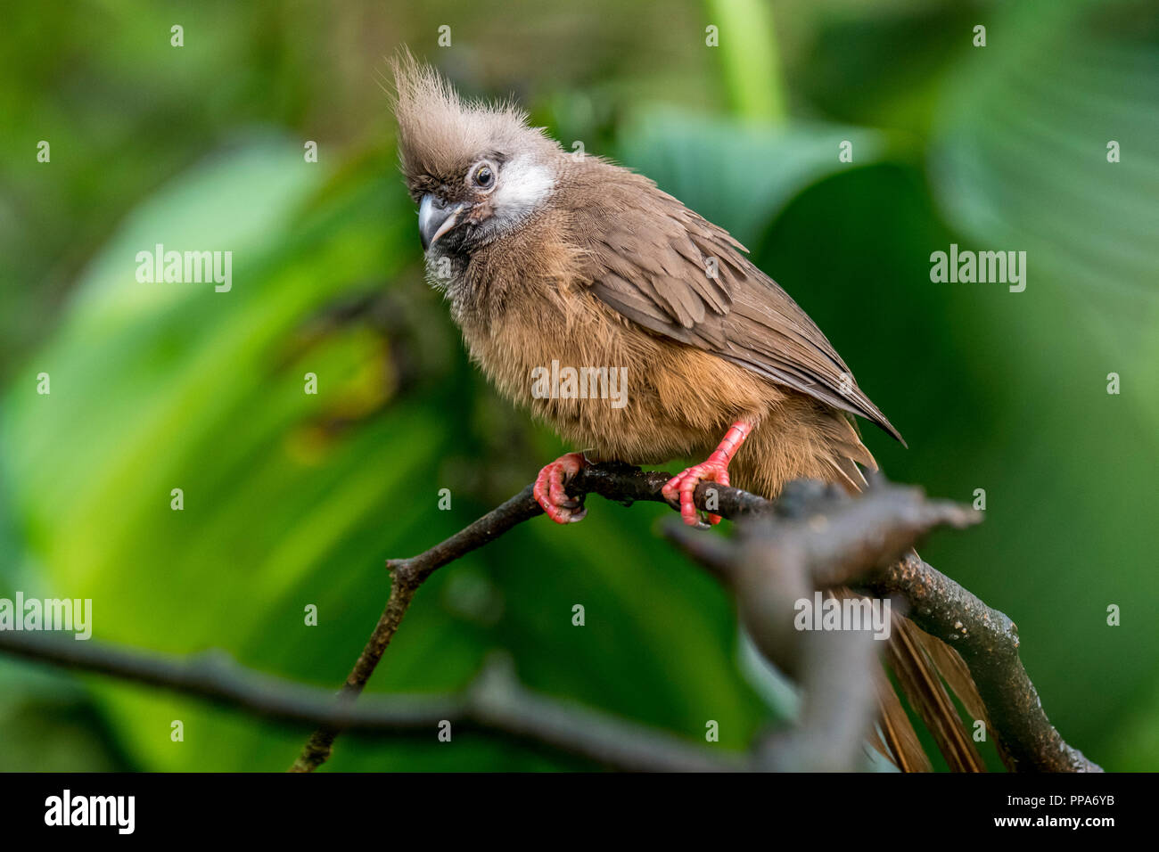 Speckled mousebird (Colius striatus) native to Africa perched in tree Stock Photo