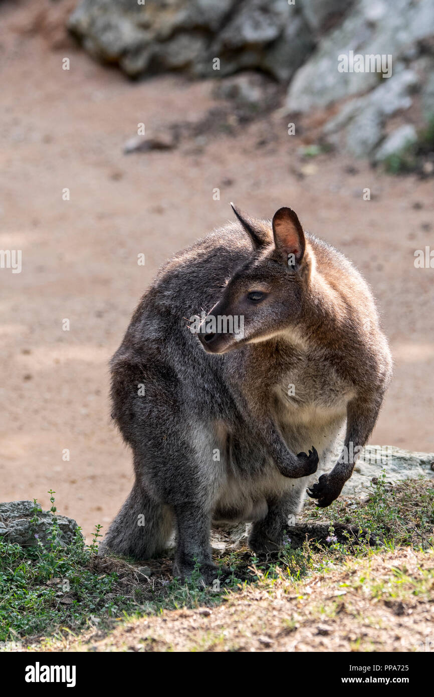 Red-necked wallaby / Bennett's wallaby (Macropus rufogriseus) native to Australia and Tasmania Stock Photo