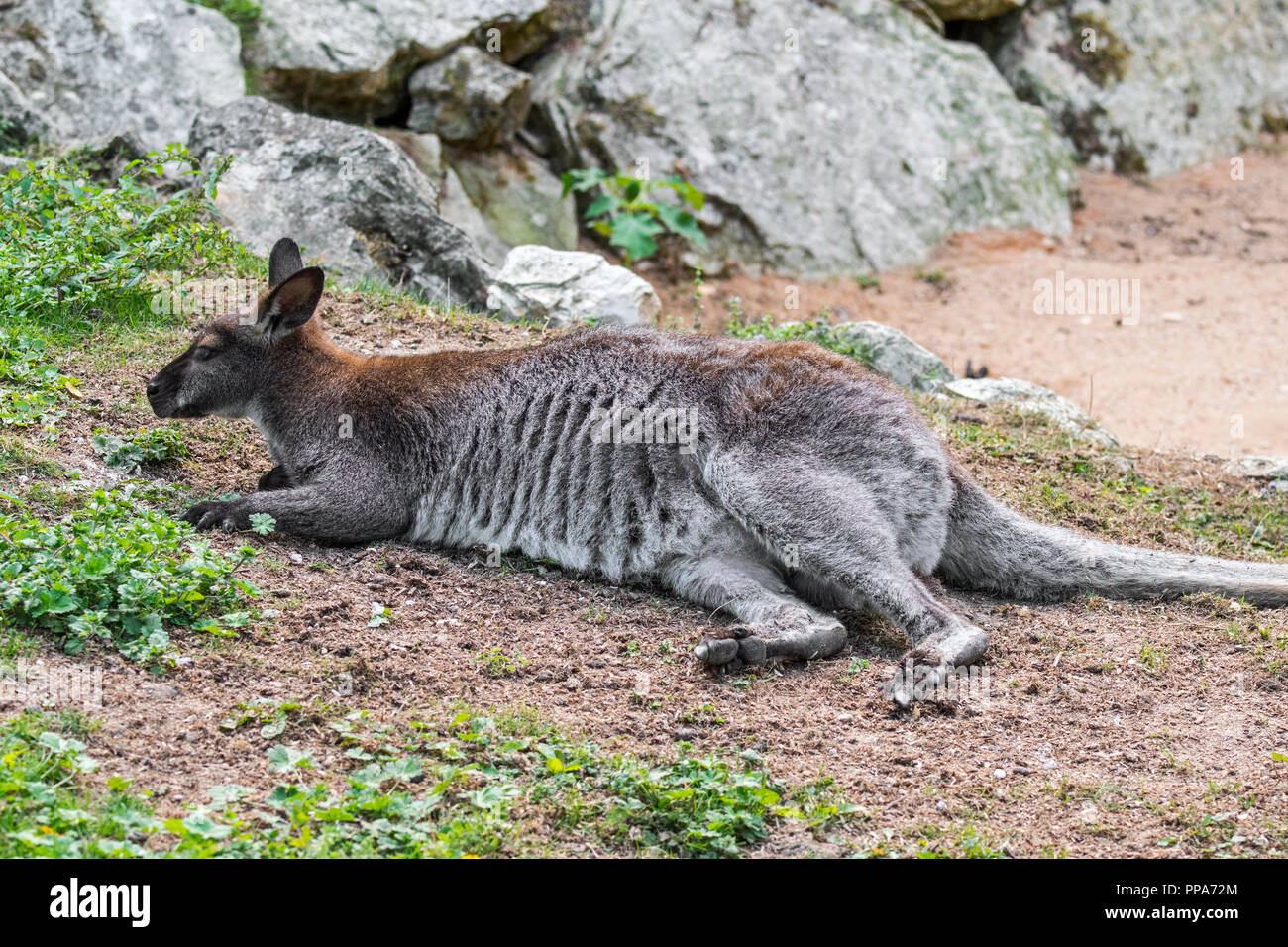 Red-necked wallaby / Bennett's wallaby (Macropus rufogriseus) native to Australia and Tasmania Stock Photo