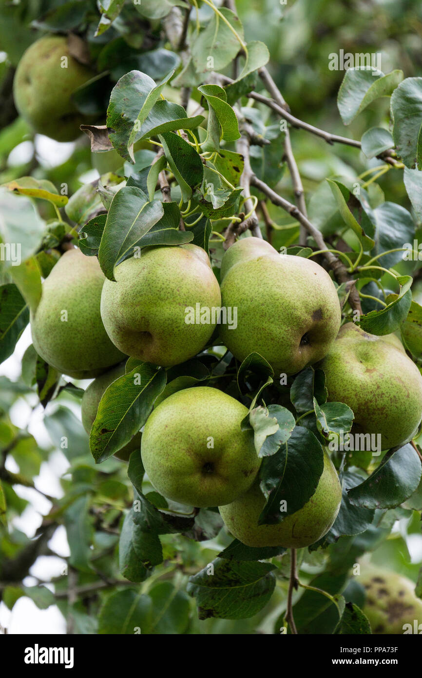 Ripening pears on tree Stock Photo - Alamy