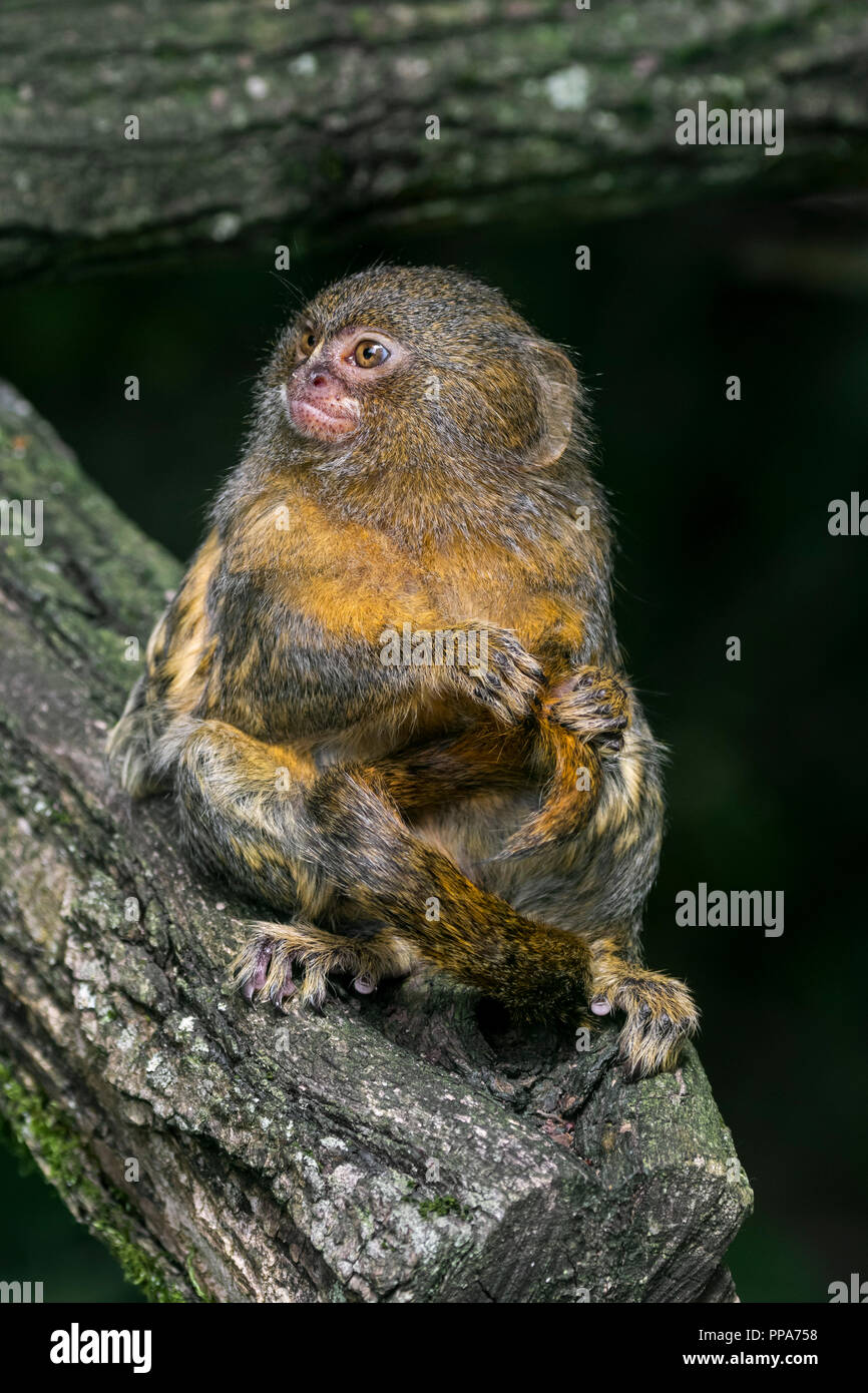 Pygmy marmoset (Cebuella pygmaea) in tree, native to South America, grooming and checking tail for fleas and ticks Stock Photo