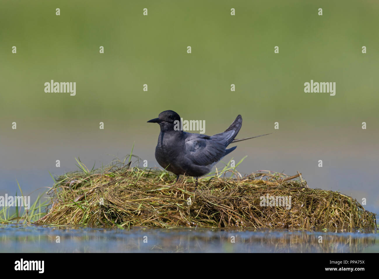 Black tern (Chlidonias niger) in breeding plumage on nest in pond Stock Photo
