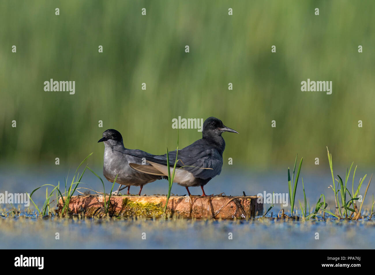 Black tern (Chlidonias niger) pair in breeding plumage on floating artificial nesting platform in pond Stock Photo