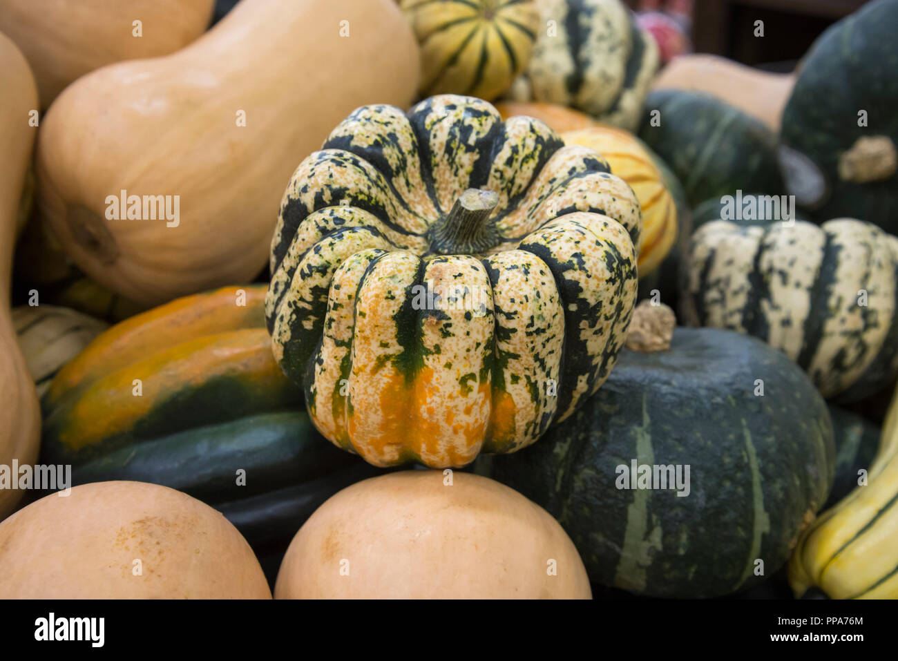 Decorative seasonal gourds or squash on display at a supermarket Stock
