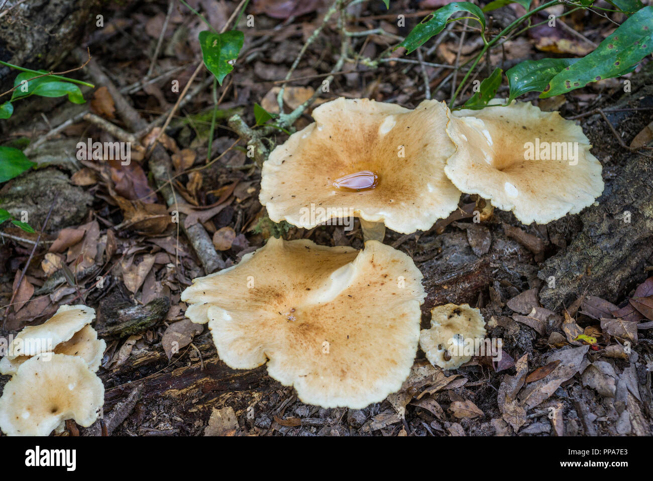 Large white mushrooms on forest floor in North Central Florida. Sheep