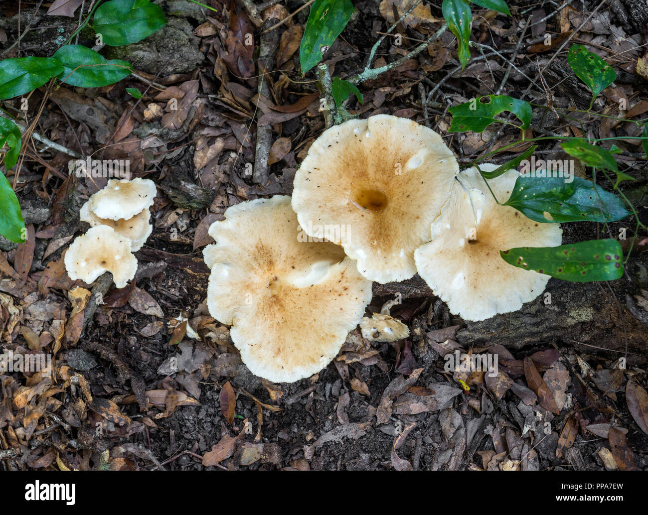 Large white mushrooms on forest floor in North Central Florida. Sheep