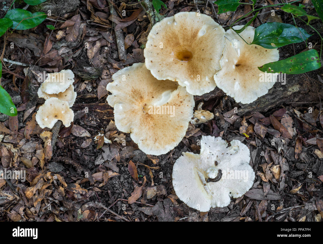 Large white mushrooms on forest floor in North Central Florida.  Sheep Polypore--Albatrellus ovinus an edible fungus found throughout North America. Stock Photo