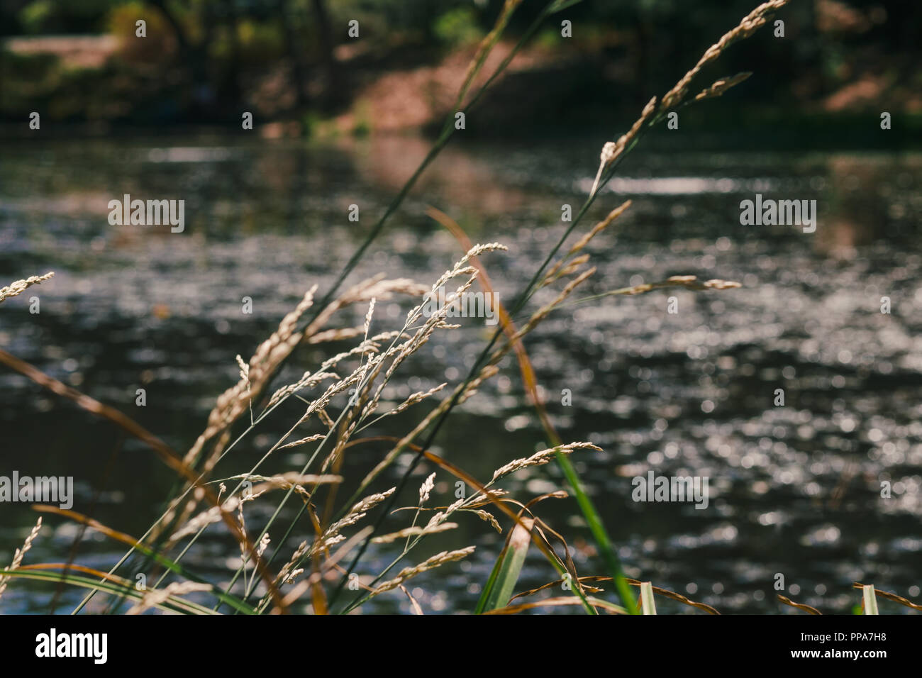 Water reeds growing plants hi-res stock photography and images - Alamy