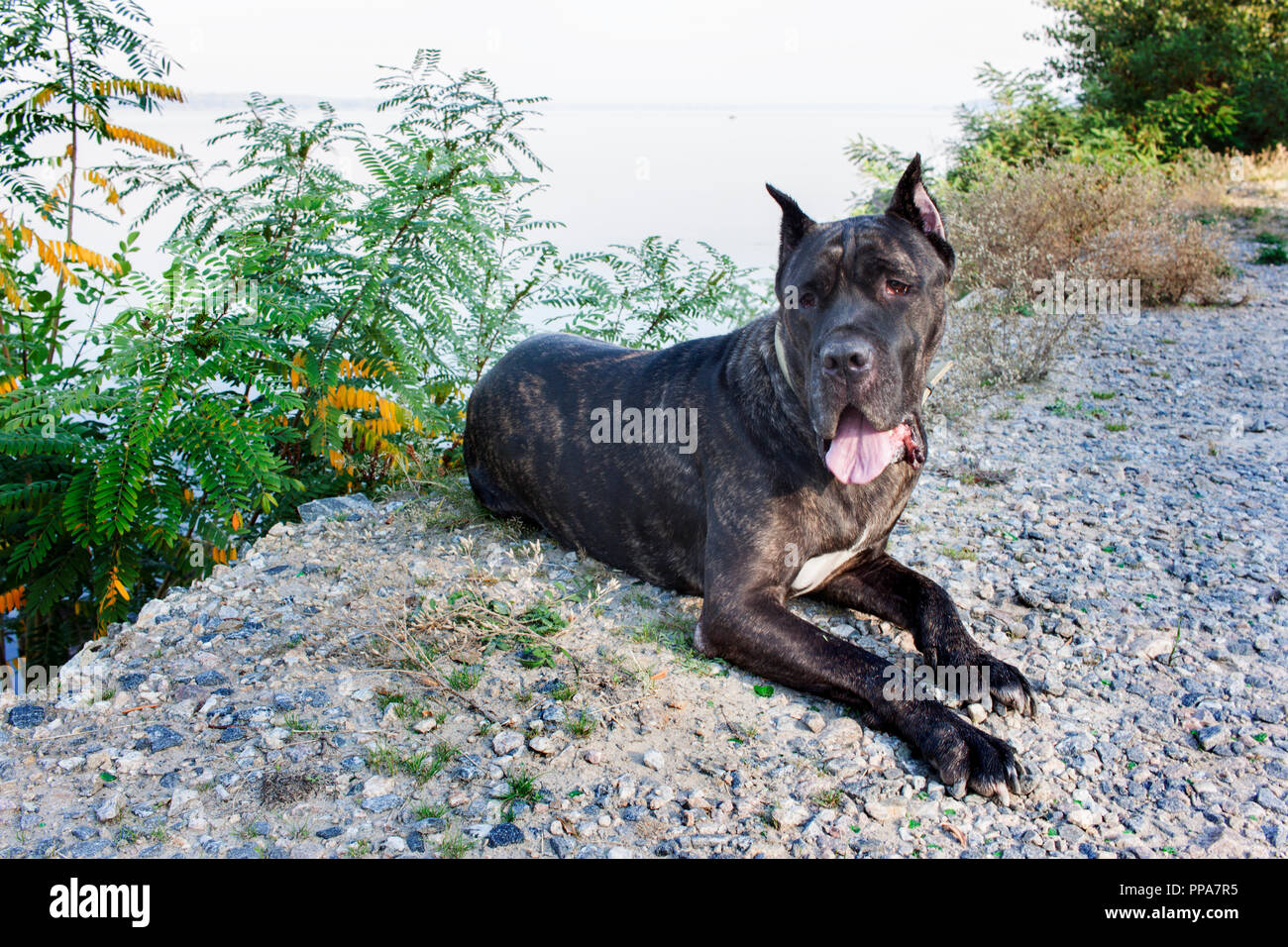 Cane Corso Italy for a walk on the river bank Stock Photo