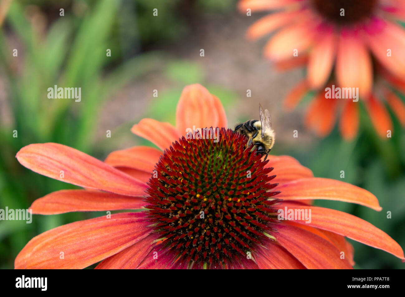 Bumblebee collecting nectar hires stock photography and images Alamy
