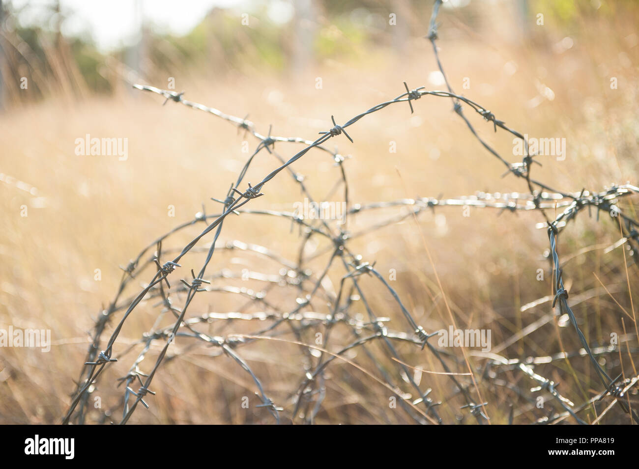 Desert Razor Wire steel barbed razor wire in desert area prohibited war conflict area ...