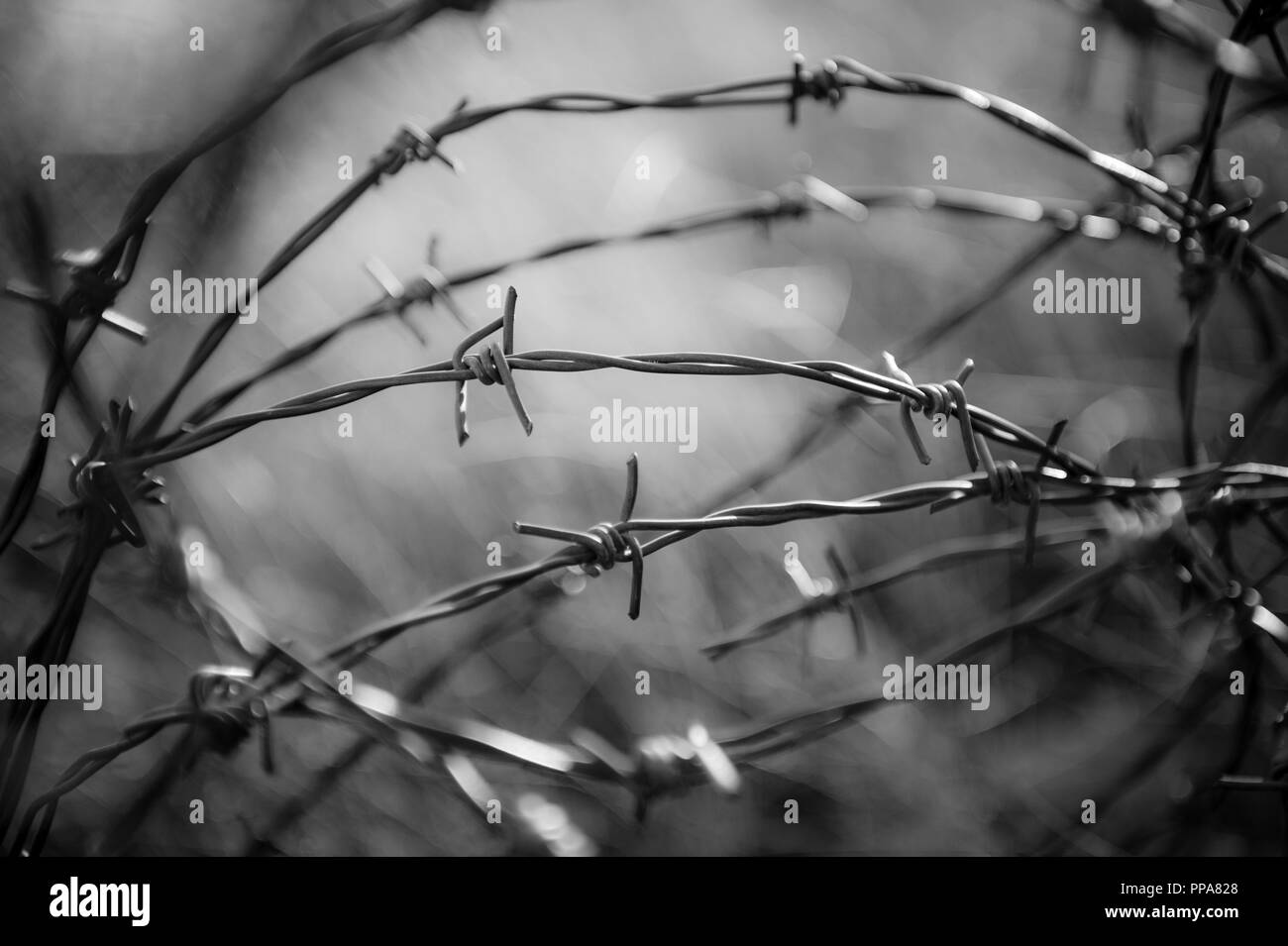 black and white concept war conflict refugee illegal immigration barbed wire Stock Photo