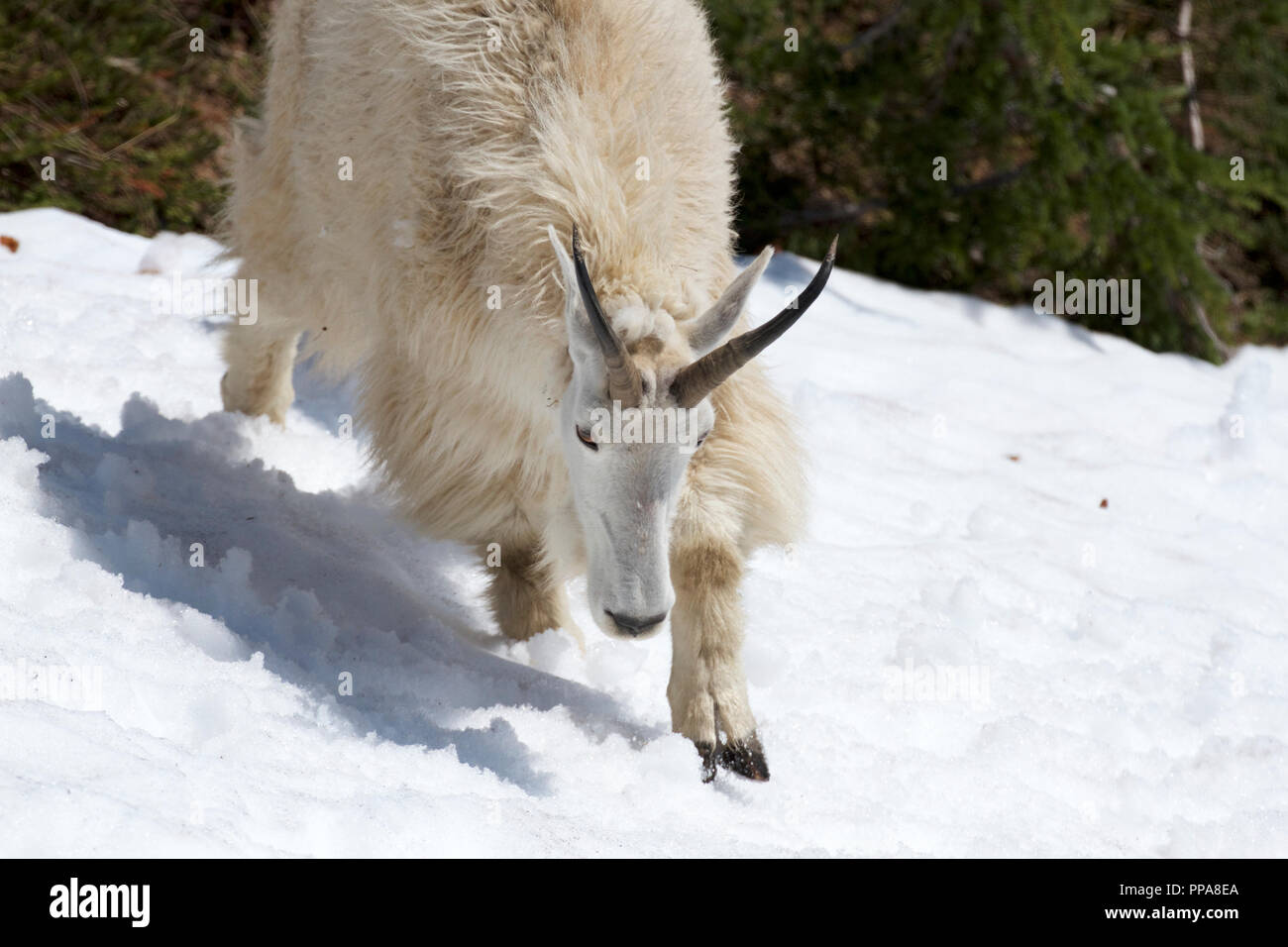 Closeup portrait of Mountain Goat in the Snow Stock Photo Alamy