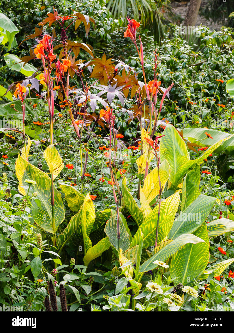 Orange red flowers of Canna 'Pretoria' are held well above the broad yellow striped foliage in this exotic gardening border Stock Photo