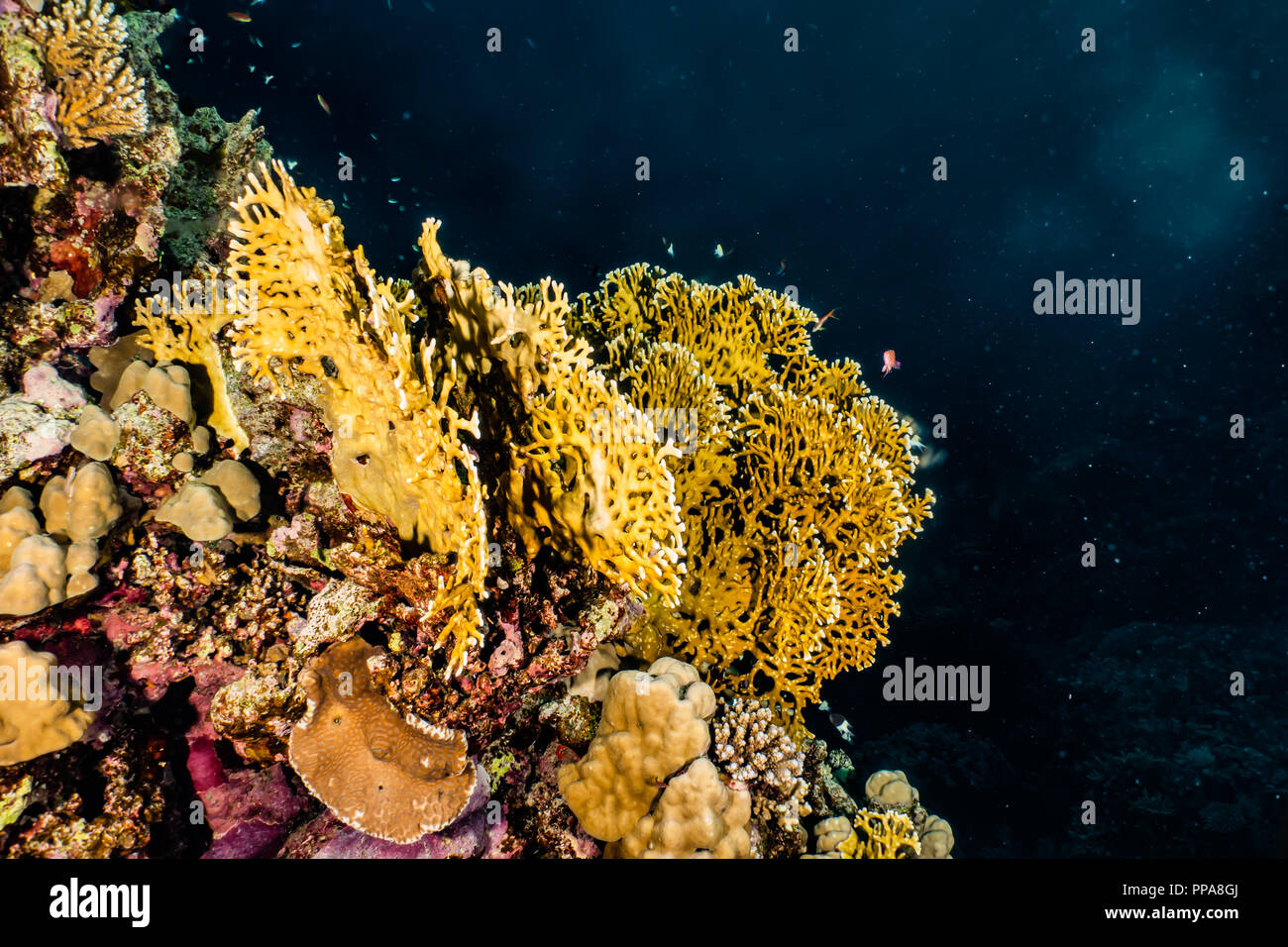 Water Reef Color Coral reefs and water plants in the Red Sea, colorful and full of ...