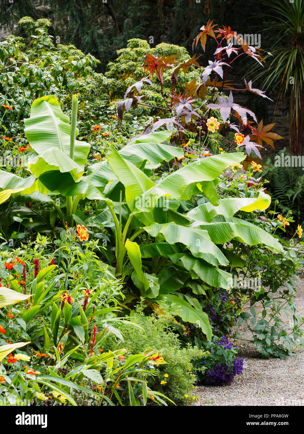 Broad leaves of the hardy banana, Musa basjoo, and purple foliage of Ricinus communis 'Purourea' dominate an exotic border planting Stock Photo