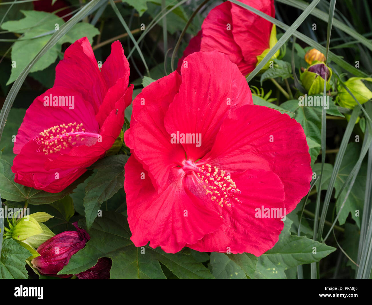 Large red flowers of the swamp mallow hybrid Hibiscus 'Oak Red' Stock Photo