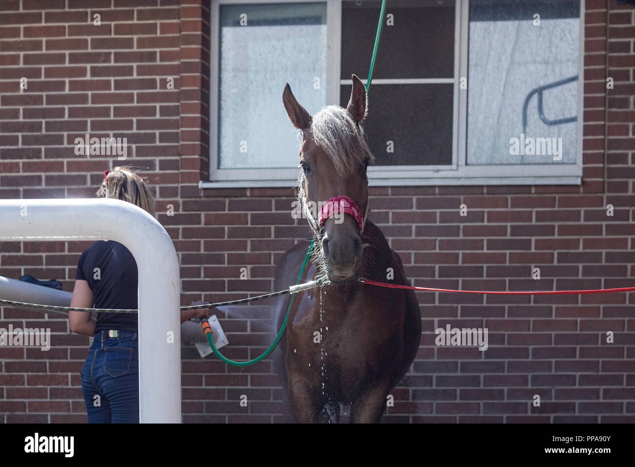 Horse is washed from the shower on a hot summer day Stock Photo