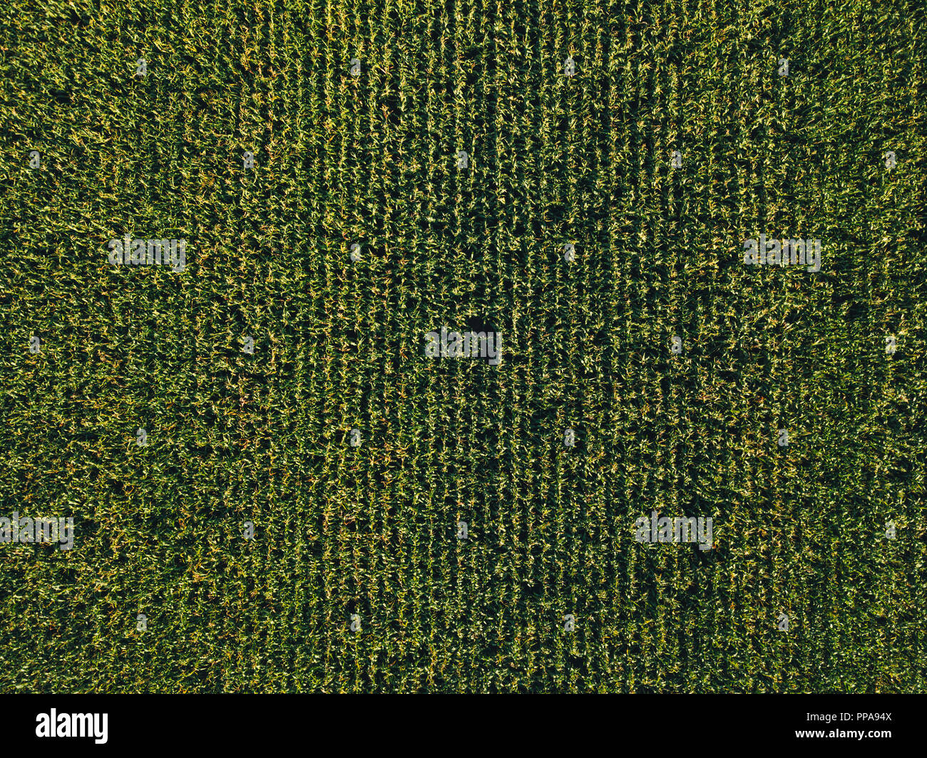 Aerial view of cultivated sweetcorn plantation, top view from drone pov Stock Photo