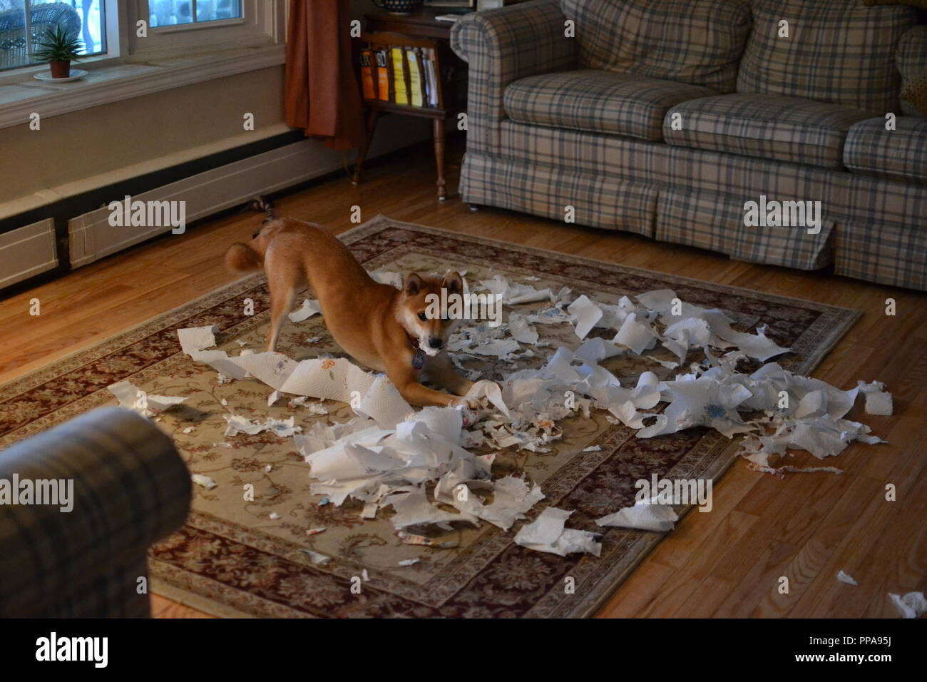 Puppy trouble hires stock photography and images Alamy
