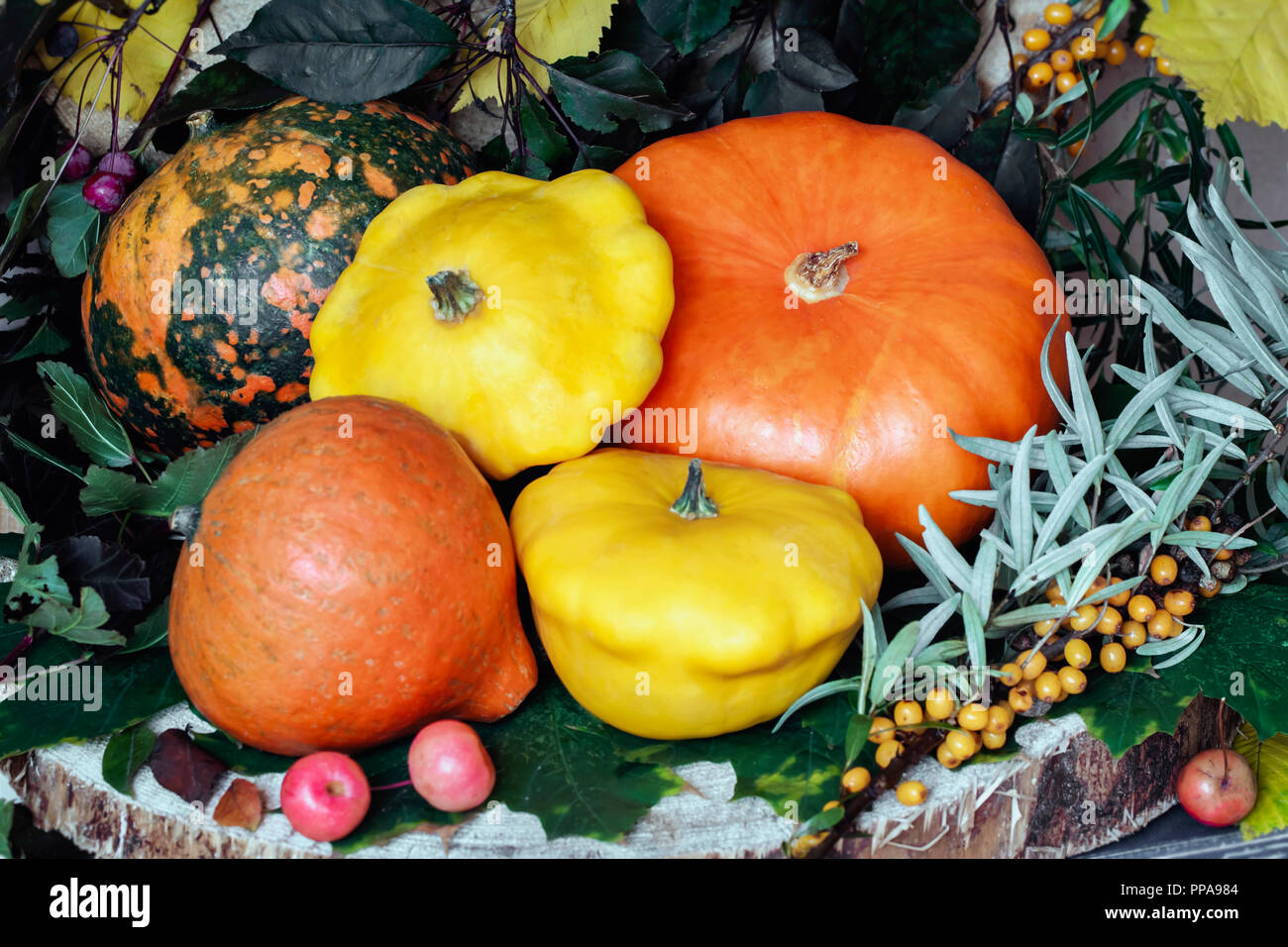 Thanksgiving, autumn still life, harvest and symbol of holidays, as ...