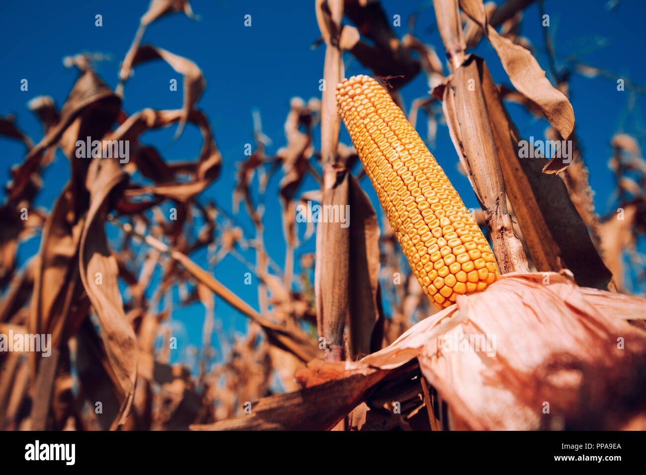 Ear of corn hires stock photography and images Alamy