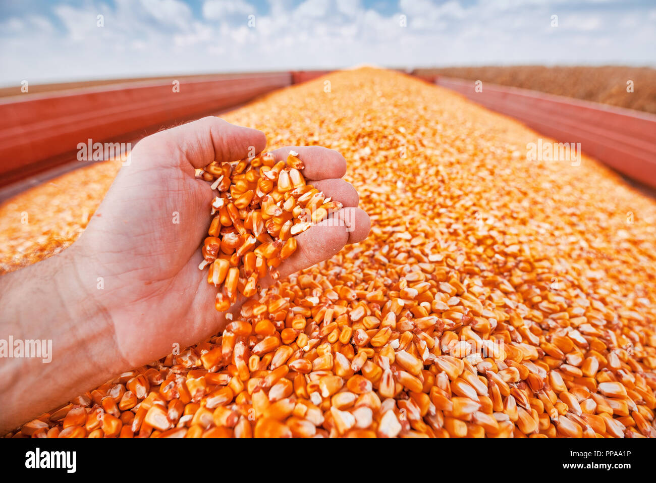 Farmer handful of harvested corn kernels from the heap loaded into