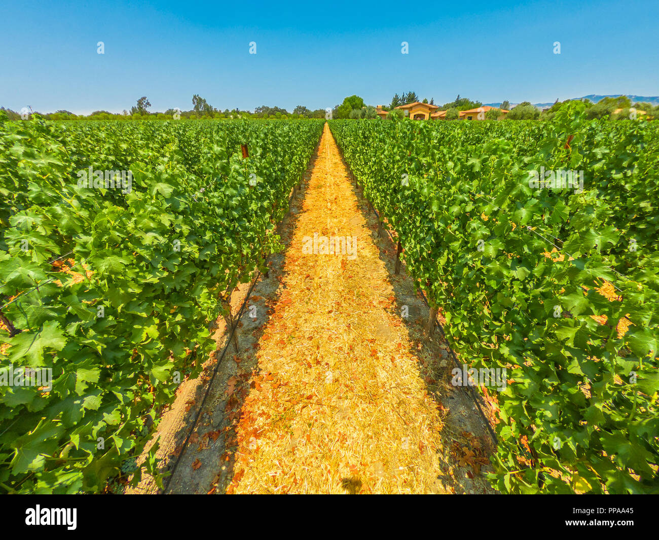 Scenic landscape of vineyard winery grape picking.Rows of white grapes in one of many vineyards. Los Olivos, Santa Ynez Valley, north of Santa Barbara, California, USA, popular for wine tasting tours. Stock Photo