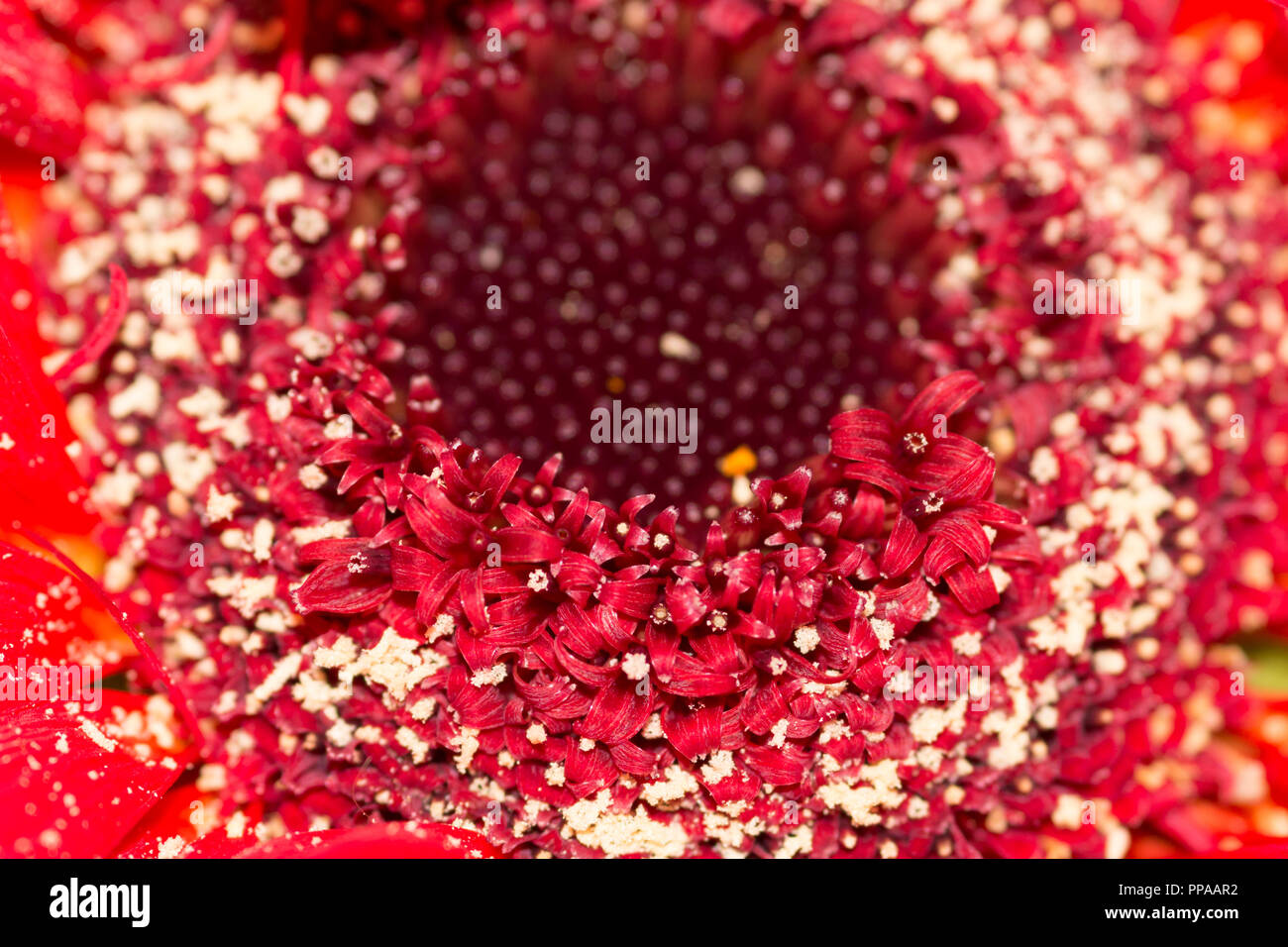 Close up of centre of red flower with pollen Stock Photo