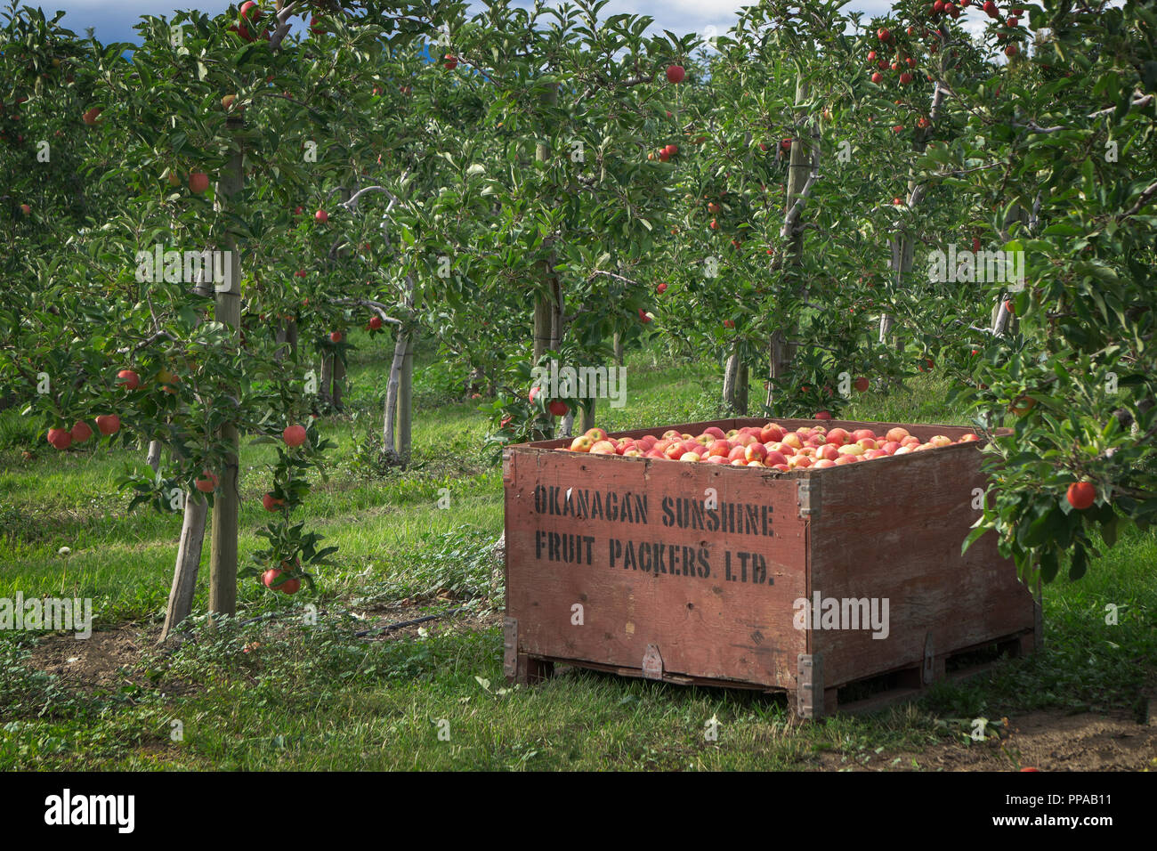 Okanagan sunshine fruit packings ltd hires stock photography and