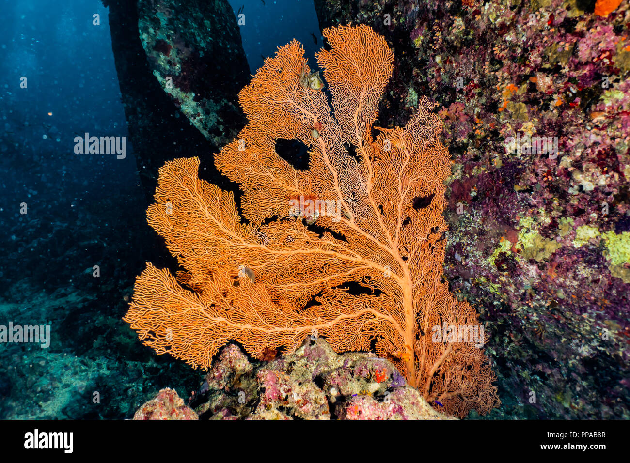 Coral reefs and water plants in the Red Sea, colorful and full of